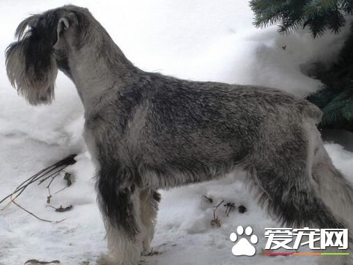 雪纳瑞要怎么养,雪纳瑞吃什么狗粮比较合适