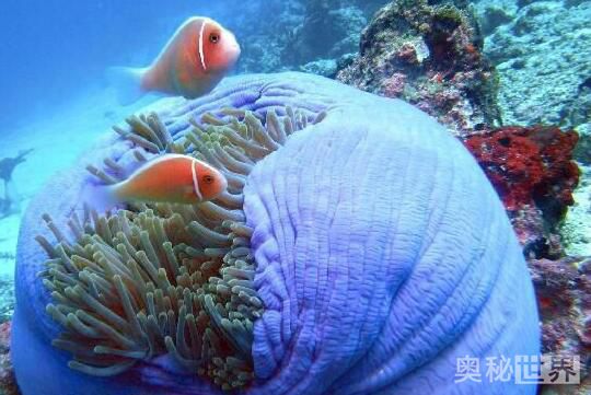 世界上最美的地方,世界上最美的地方是什么样的