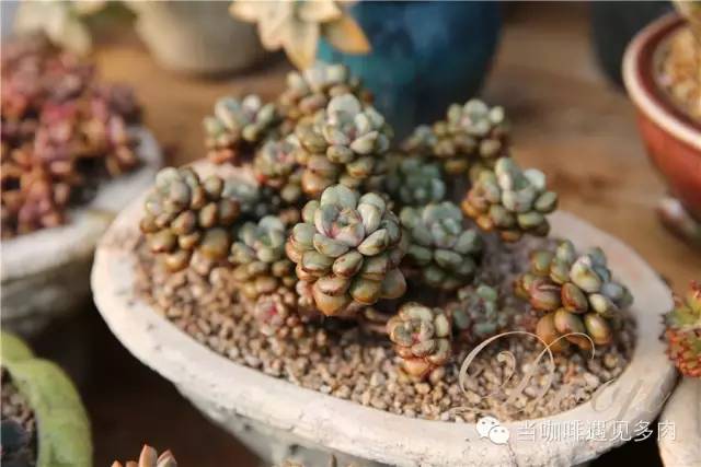 大群老桩秀妍多肉,多肉大群造型图