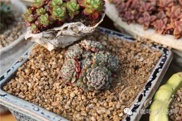 大群老桩秀妍多肉,多肉大群造型图