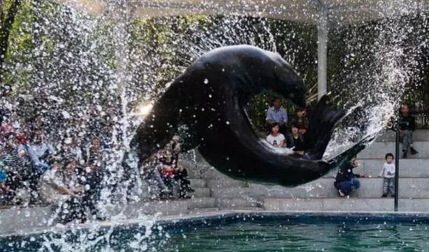 萌萌哒海狮空降海口，竟然还有这样的水上活动！