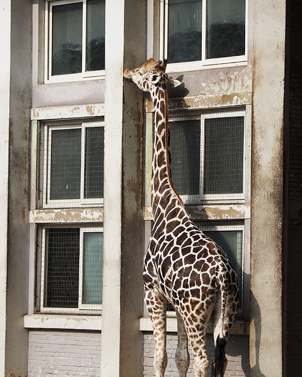 奥林巴斯epl8拍的照片,奥林巴斯epl8怎么自拍