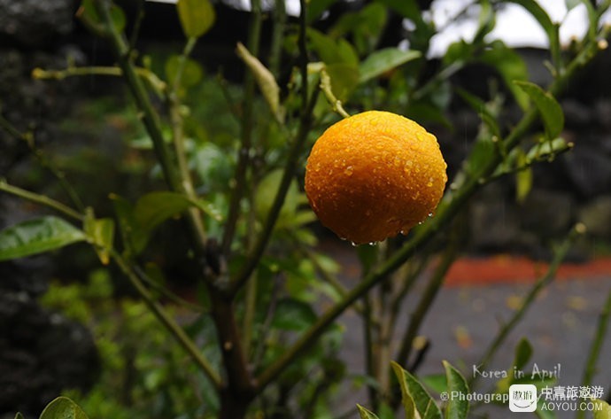 济州岛一日游必买清单,济州岛10大必玩景点