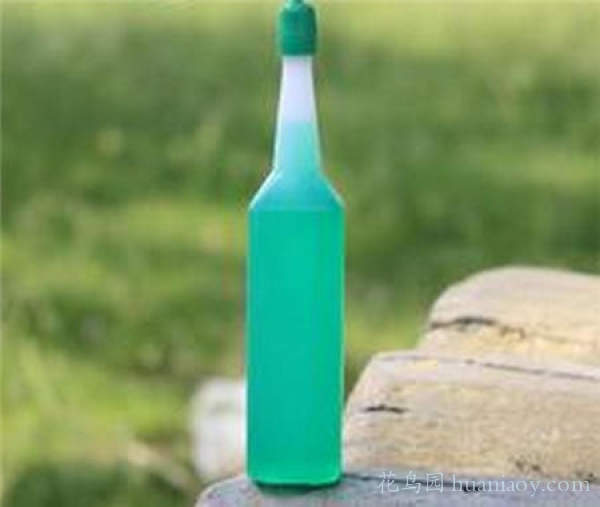 青叶吊兰水培方法和注意事项,怎样水培金边吊兰又可以养鱼