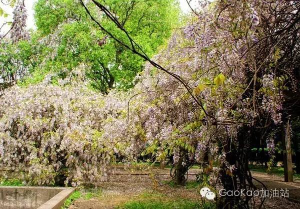 高考专区湖南大学,高考志愿怎么报湖南大学