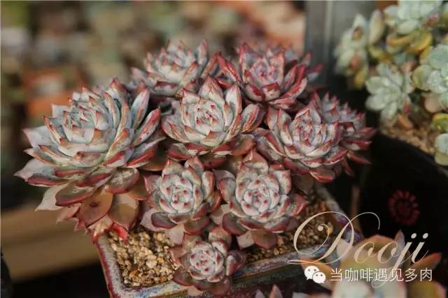 大群老桩秀妍多肉,多肉大群造型图