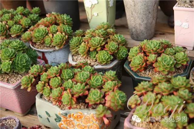 大群老桩秀妍多肉,多肉大群造型图