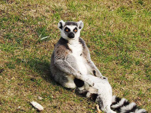 奥林巴斯epl8拍的照片,奥林巴斯epl8怎么自拍