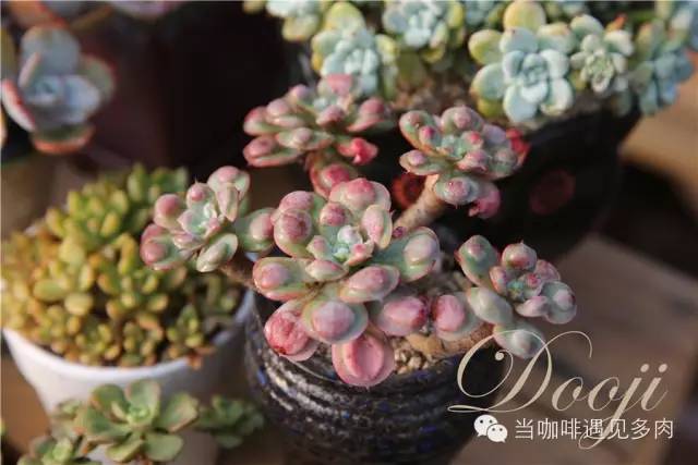 大群老桩秀妍多肉,多肉大群造型图