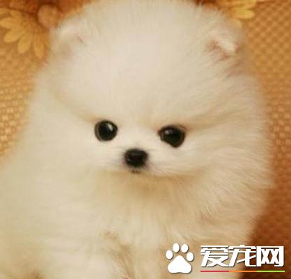 博美犬不可以吃什么东西和水果,博美犬下崽子都喂啥