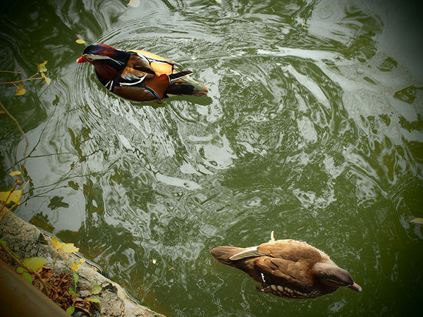 奥林巴斯epl8拍的照片,奥林巴斯epl8怎么自拍