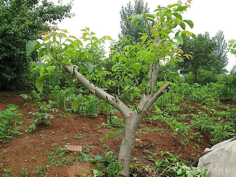 核桃树现在怎样嫁接成活率高,核桃树最新嫁接方法成活率高