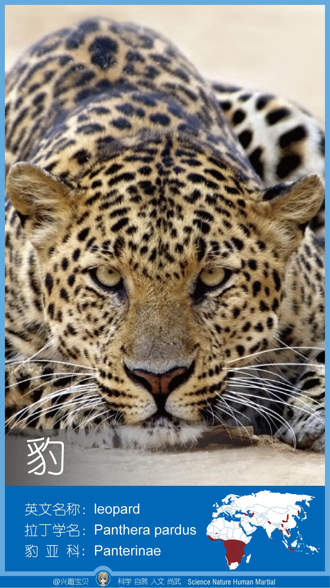 所有36种猫科动物排行,兴趣宝贝21期