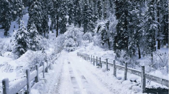 大雪丨白雪欲求吟咏句，穿枝掠院演梅花