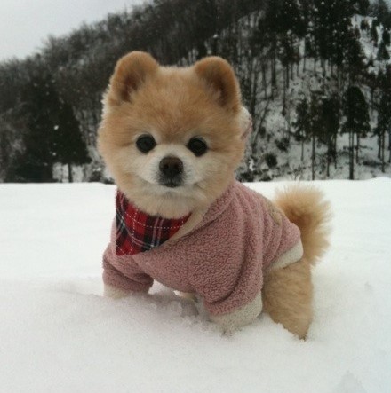 未来五年属狗人的运气如何,属狗人在2026年的全年运势