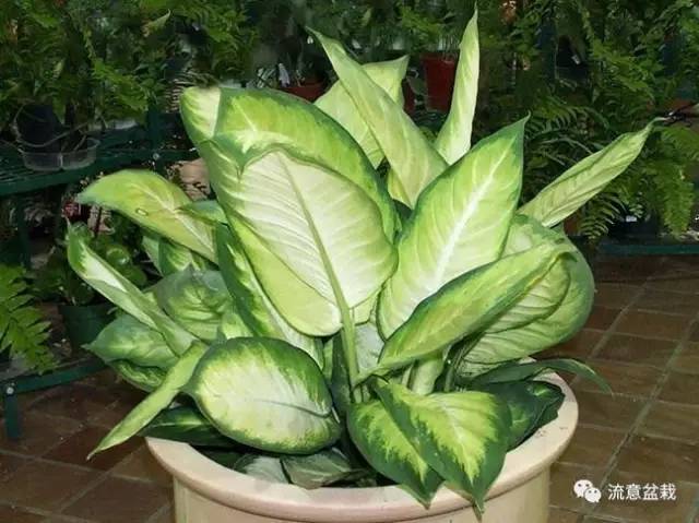 冬天怎么给冻伤的绿植浇水,花叶万年青出现冻伤现象怎么办