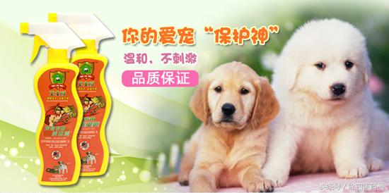 消灭跳蚤最有效的方法,消灭跳蚤最好最快的方法