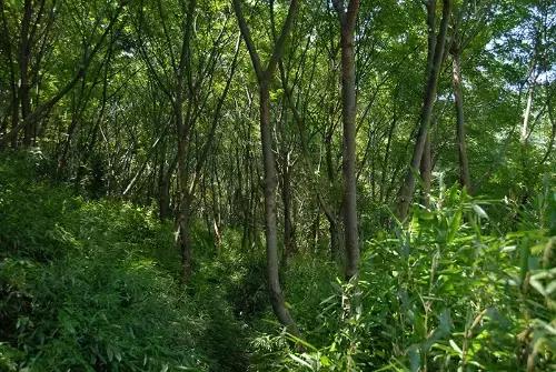 宁波大自然美轮美奂的风景,宁波最美森林