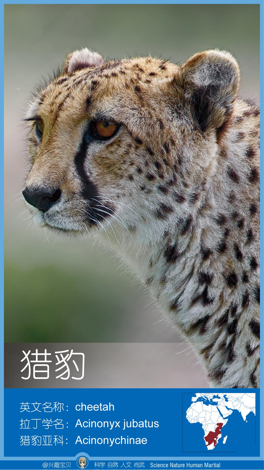 所有36种猫科动物排行,兴趣宝贝21期