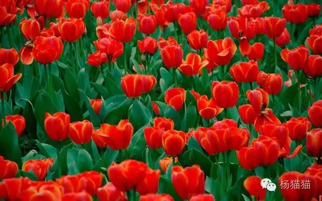 郁金香花语可以送给女朋友吗,郁金香花语寓意卡片