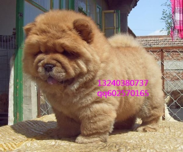 哪一种狗狗最贵,狗狗价格排行榜前十最贵