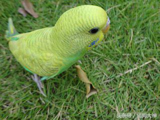 想不想成为杨过？教你怎么驯服虎皮鹦鹉，让你的鹦鹉变雕兄