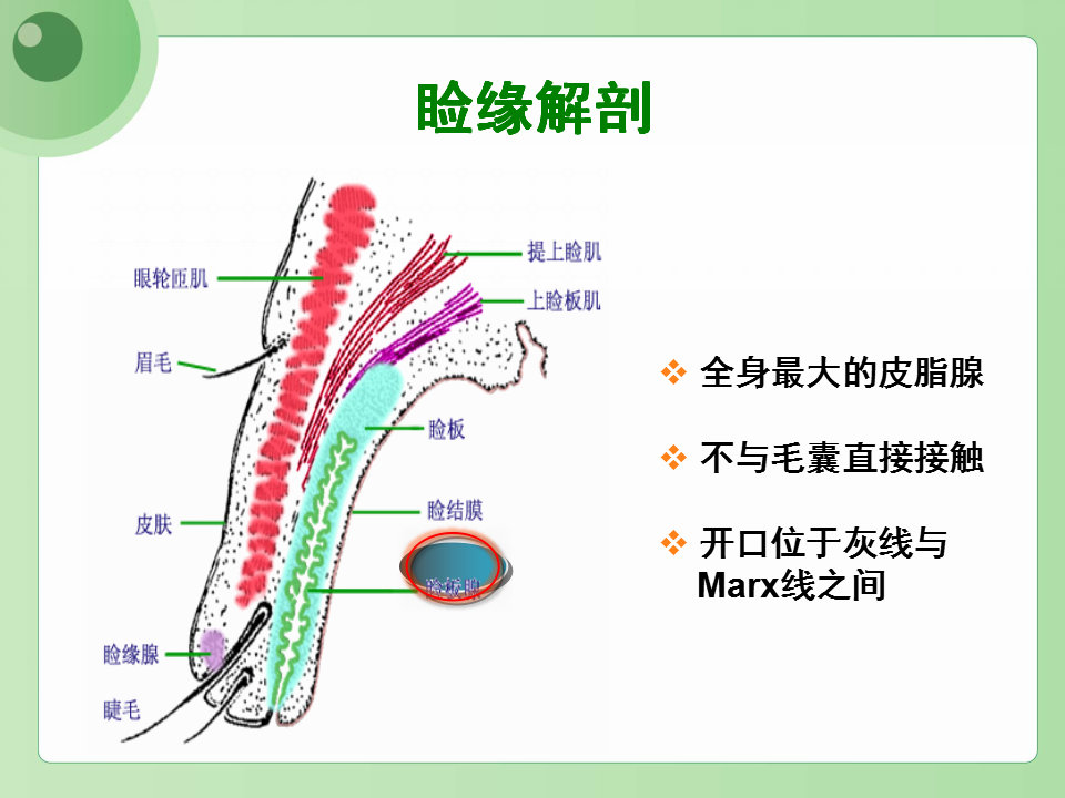 眼睑缘炎的发病原因,眼睑炎的症状和治疗方法