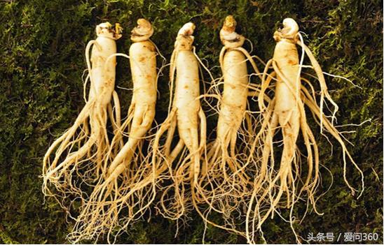 人参的十大神奇功效与作用是什么,人参几个特殊的功效和作用有哪些