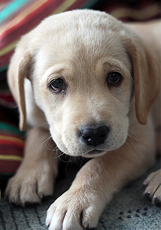 挑选狗狗,如何挑选好狗狗的三个技巧