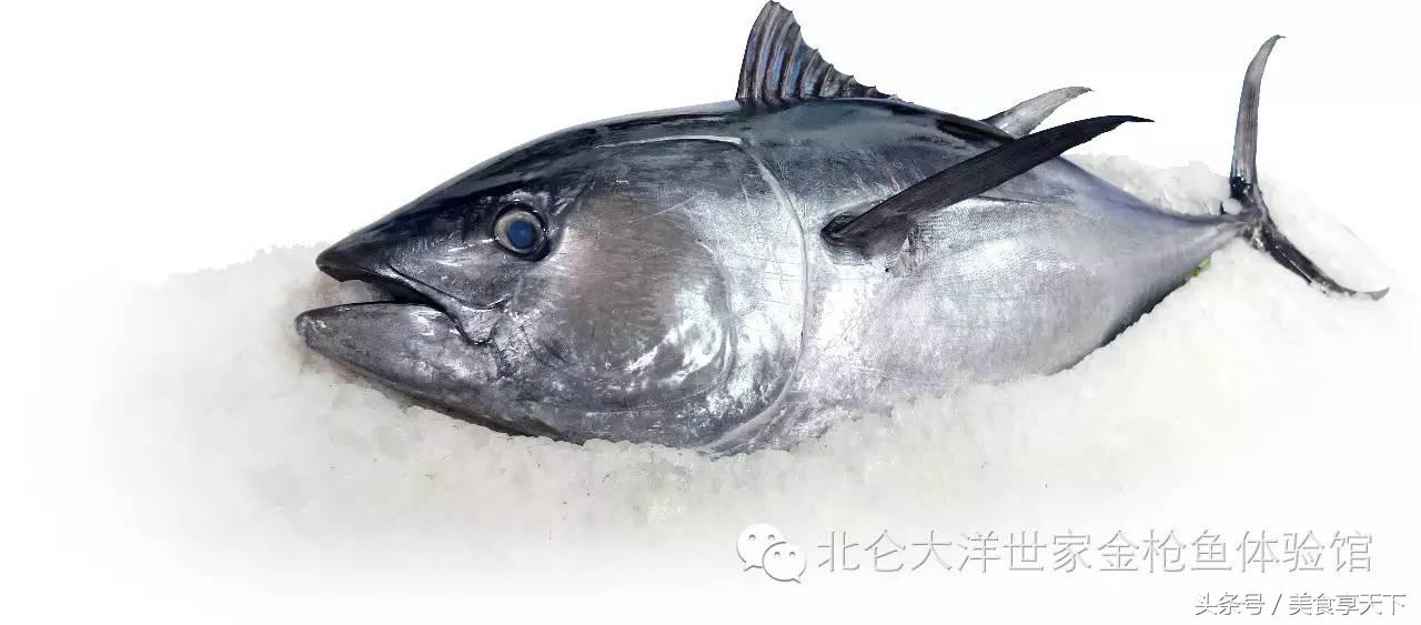 世界上顶级的鱼你认识几种,世界上你有可能没听过的十种鱼