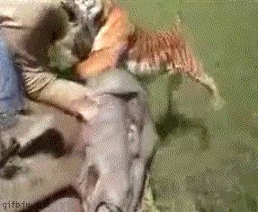 所有36种猫科动物排行,兴趣宝贝21期