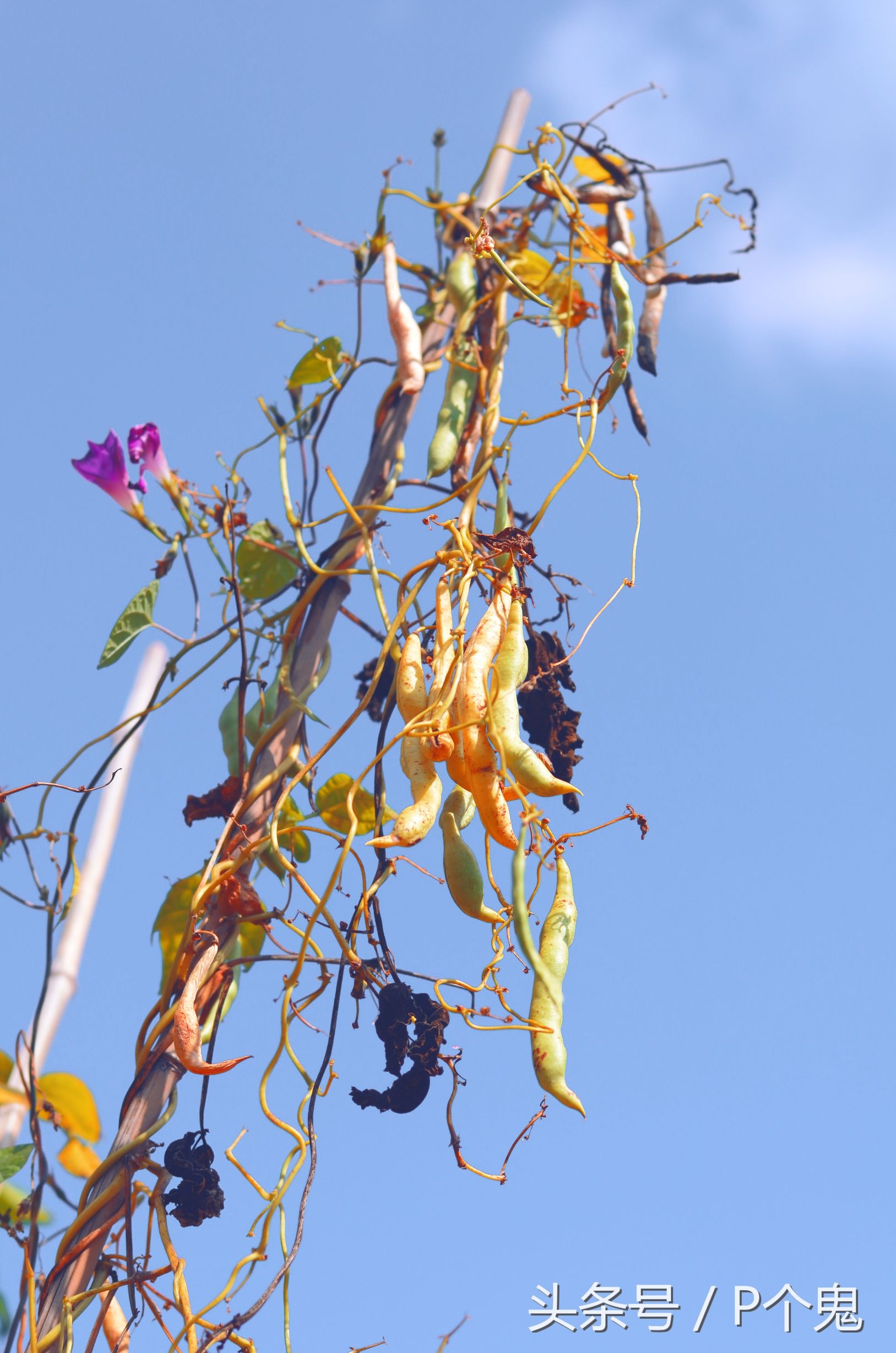 photoshopcc图像处理,adobephotoshopcc2018