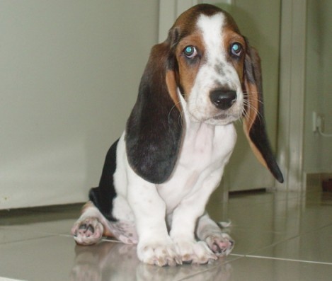 哪一种狗狗最贵,狗狗价格排行榜前十最贵