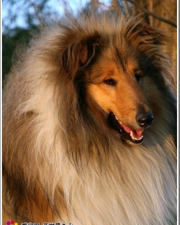 哪一种狗狗最贵,狗狗价格排行榜前十最贵