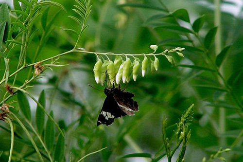 民间土方止痒的野草有哪些,田里的野草可以用来干什么