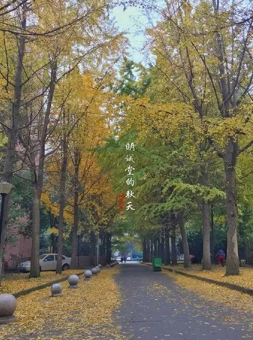 成都最后的银杏,成都附近最值得看的银杏