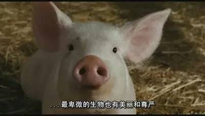 圣诞不知去哪，不如在家看这6部素食电影