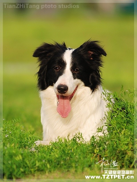 哪一种狗狗最贵,狗狗价格排行榜前十最贵