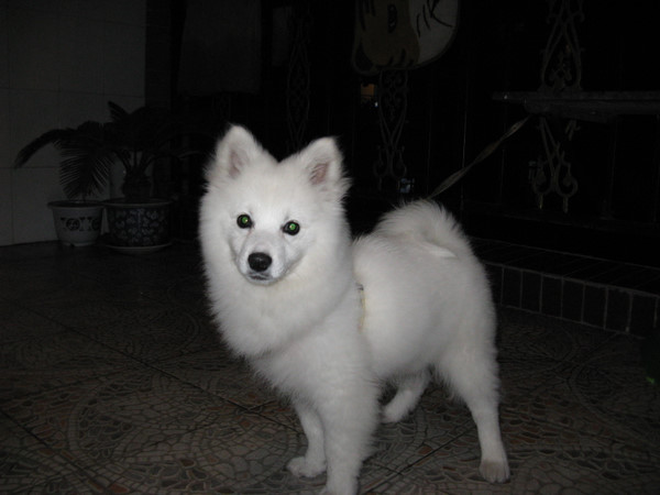 哪一种狗狗最贵,狗狗价格排行榜前十最贵