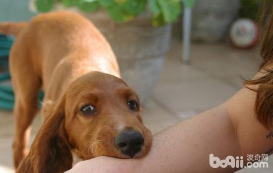 狂犬病可怕还是新冠可怕,狂犬病真的有那么吓人吗