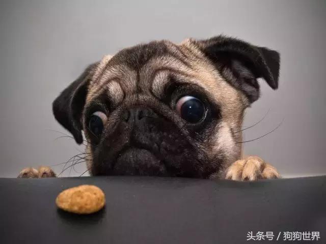 怎么样挑选一只健康的狗狗,如何挑选一只健康的狗狗