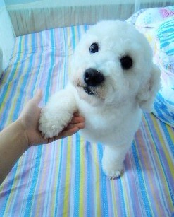 比熊犬怎么训练大小便,涨知识如何养出好皮肤