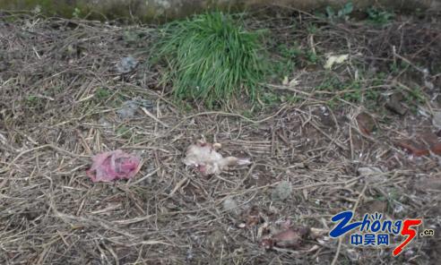 死鸡死鸭被扔到北塘河畔恶臭熏天两区联合处理