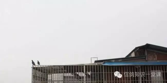 重庆赛鸽强豪欧先超