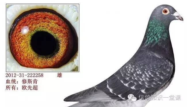 重庆赛鸽强豪欧先超