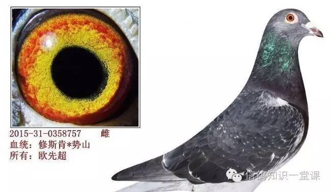 重庆赛鸽强豪欧先超