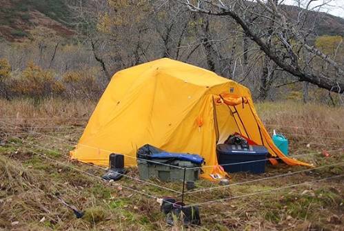 野外棕熊来袭,野外遇到棕熊袭击怎么办
