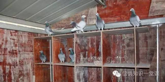 重庆赛鸽强豪欧先超