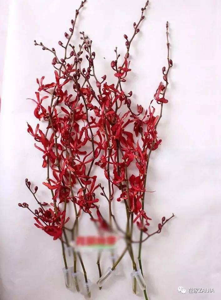 朋友来你家美到哭，手残*党**也能搞定的低价节日餐桌