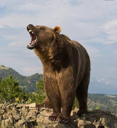 野外棕熊来袭,野外遇到棕熊袭击怎么办